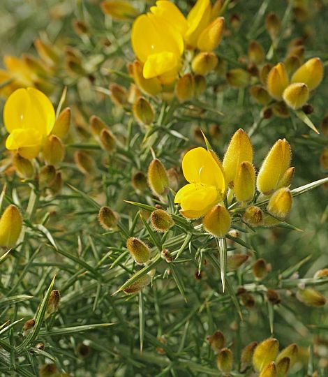 Ulex europaeus